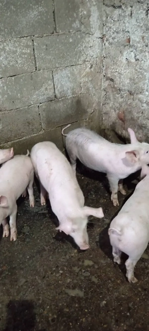 Purcei, 25-35 kg - imagine 2