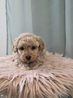 maltipoo toy 
