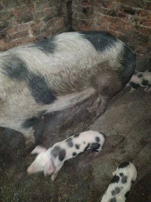 vând scroafă cu purcei  - imagine 2