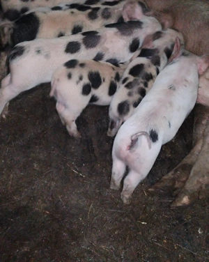 vând scroafă cu purcei 