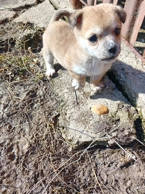 Donez cățeluș  - imagine 3