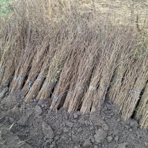 Salcâm alb   Robinia Pseudoacacia   puieți sănătoși   proaspăt recoltați   prindere foarte bună 