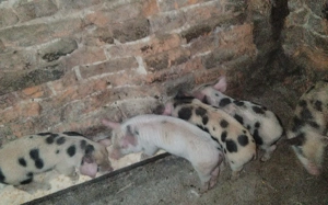 vând scroafă cu purcei  - imagine 3