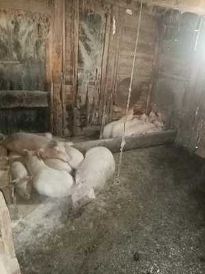 Soldani de vânzare.  - imagine 3