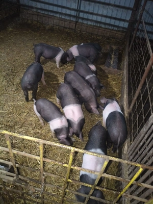 Purcei de vînzare și burlinci.  - imagine 2