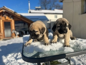 Căței ciobănesc  - imagine 2