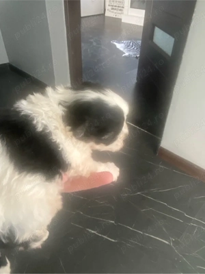 vand catelus bichon  - imagine 2