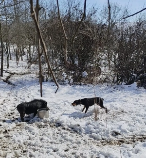 Copoi ardelenesc femelă 