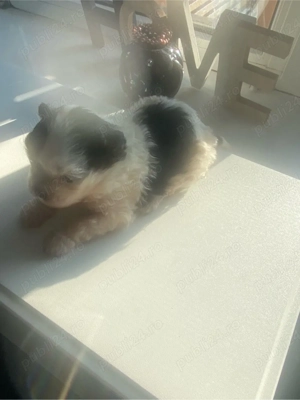 vand catelus bichon  - imagine 3