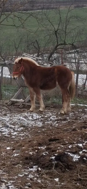 Armăsar 8 luni vând sau schimb cu oi