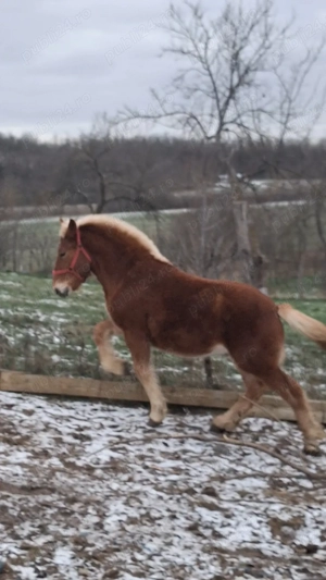 Armăsar 8 luni vând sau schimb cu oi - imagine 3