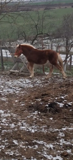 Armăsar 8 luni vând sau schimb cu oi - imagine 2