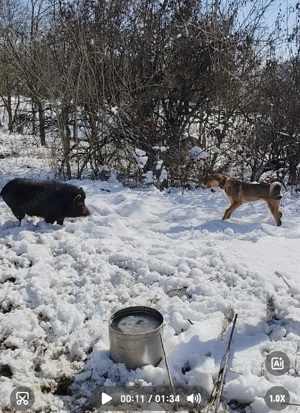 Copoi mix laika siberian 