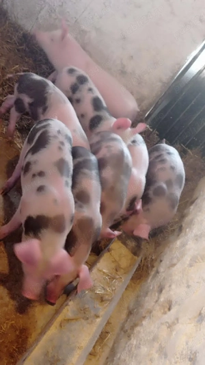 Șoldani rasa Marele Alb cu Petran 