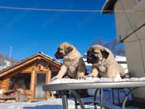 Căței ciobănesc  - imagine 4