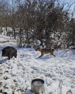 Copoi mix laika siberian  - imagine 3