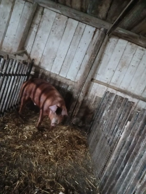 vând mascul duroc cu pitrean - imagine 2