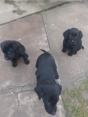 Pui labrador negru - imagine 3