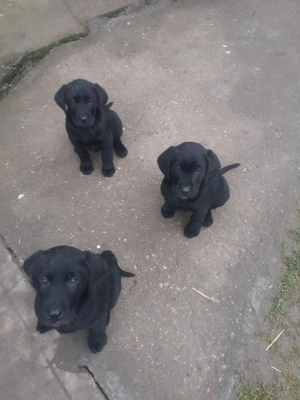 Pui labrador negru - imagine 2
