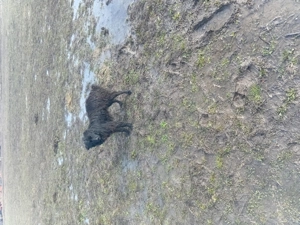 dau catelusa de intors garantata