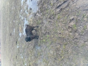 dau catelusa de intors garantata - imagine 3