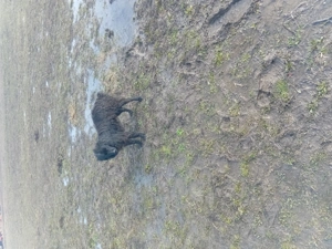 dau catelusa de intors garantata - imagine 2