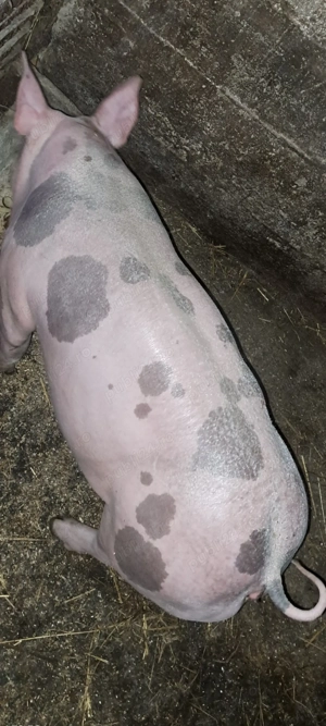 Scrofiță pietrain pt.reproducție