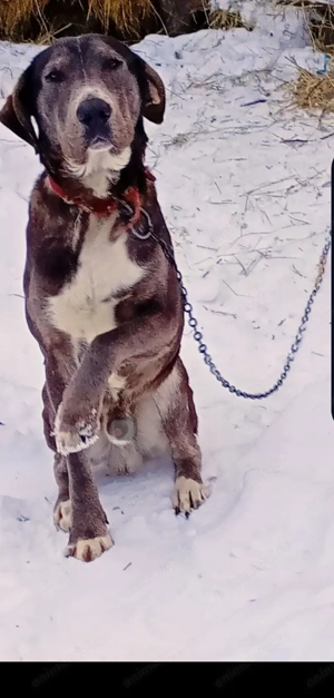 Câine Cane corso 10 luni - imagine 2