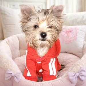 Yorkshire terrier golld foarte mic 3 luni 