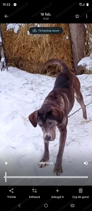 Câine Cane corso 10 luni - imagine 3