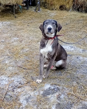 Câine Cane corso 10 luni - imagine 4