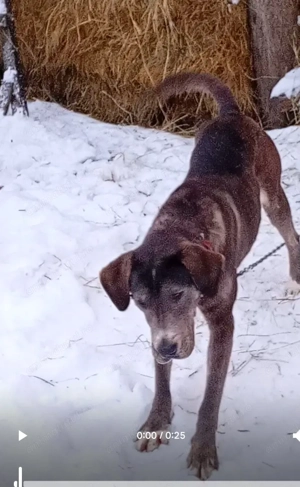 Câine Cane corso 10 luni - imagine 5