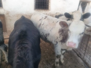 Vand tauri  - imagine 4