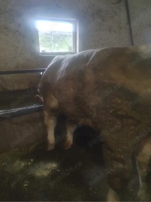 Vand tauri  - imagine 5