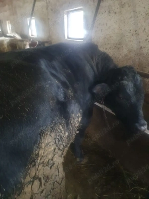 Vand tauri  - imagine 2