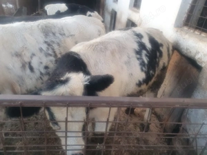 Vand tauri  - imagine 3