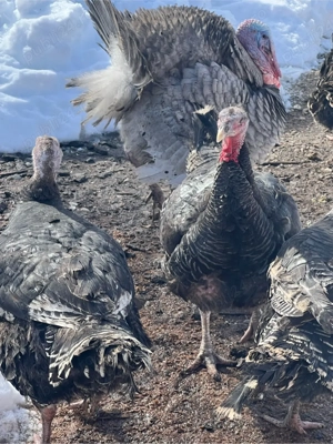 Curci de vanzare  - imagine 5