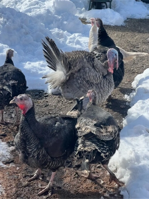 Curci de vanzare  - imagine 3