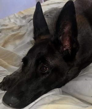 Belgian Malinois - 10 luni - imagine 3