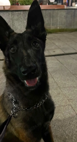 Belgian Malinois - 10 luni - imagine 2