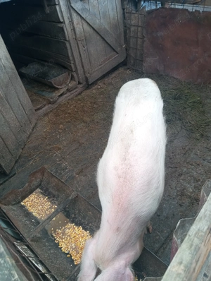 Vând porc de tăiat sau de ținut  - imagine 4