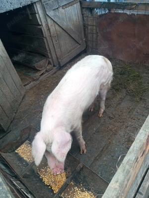 Vând porc de tăiat sau de ținut  - imagine 5