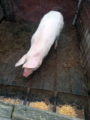 Vând porc de tăiat sau de ținut  - imagine 3