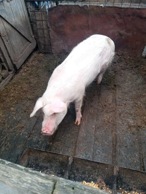 Vând porc de tăiat sau de ținut  - imagine 2