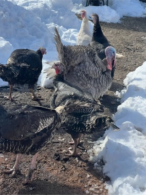 Curci de vanzate  - imagine 5