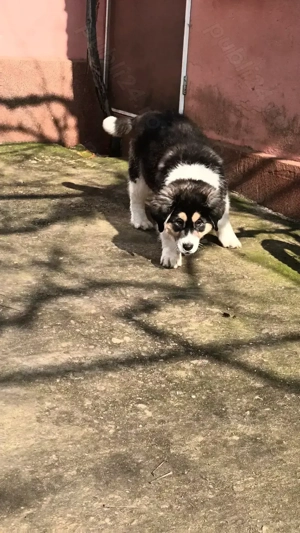 Cățelușa de asia centrală 