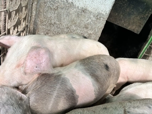 De vânzare purcei de țară 