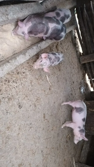 Vând purcei frumoși  - imagine 2