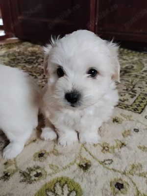 Vând bichon maltez 