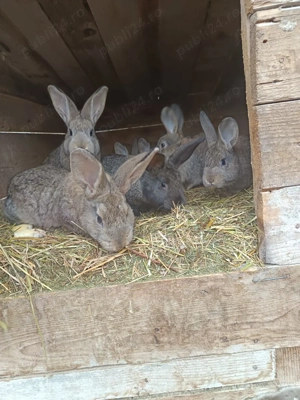 vând iepure  - imagine 2